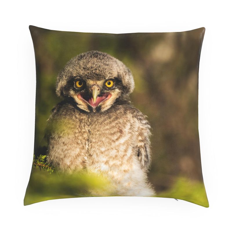 Young Hawk Owl Chick Cushion