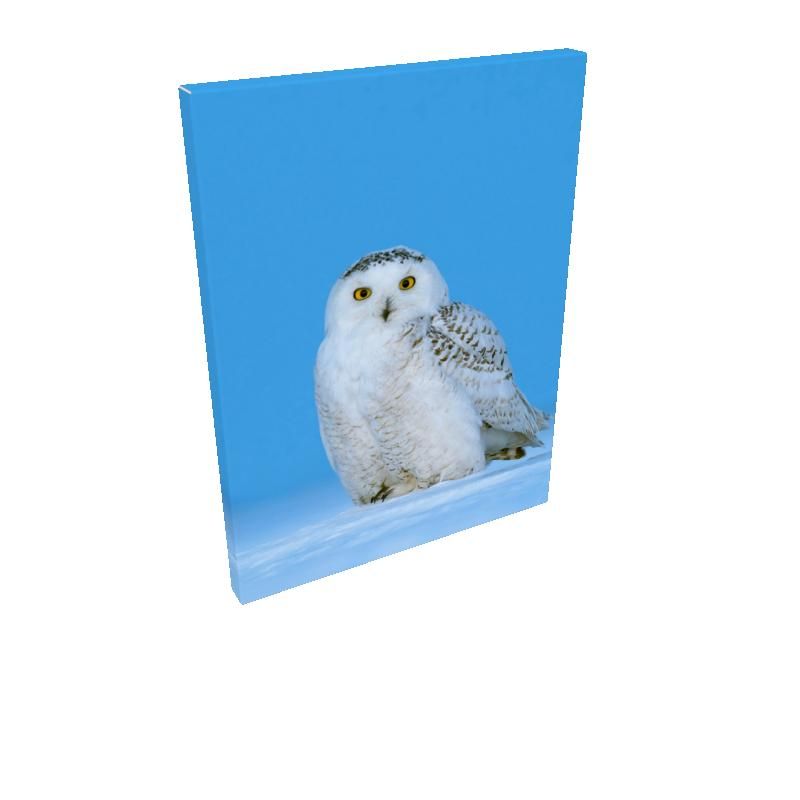 Snowy Owl Canvas