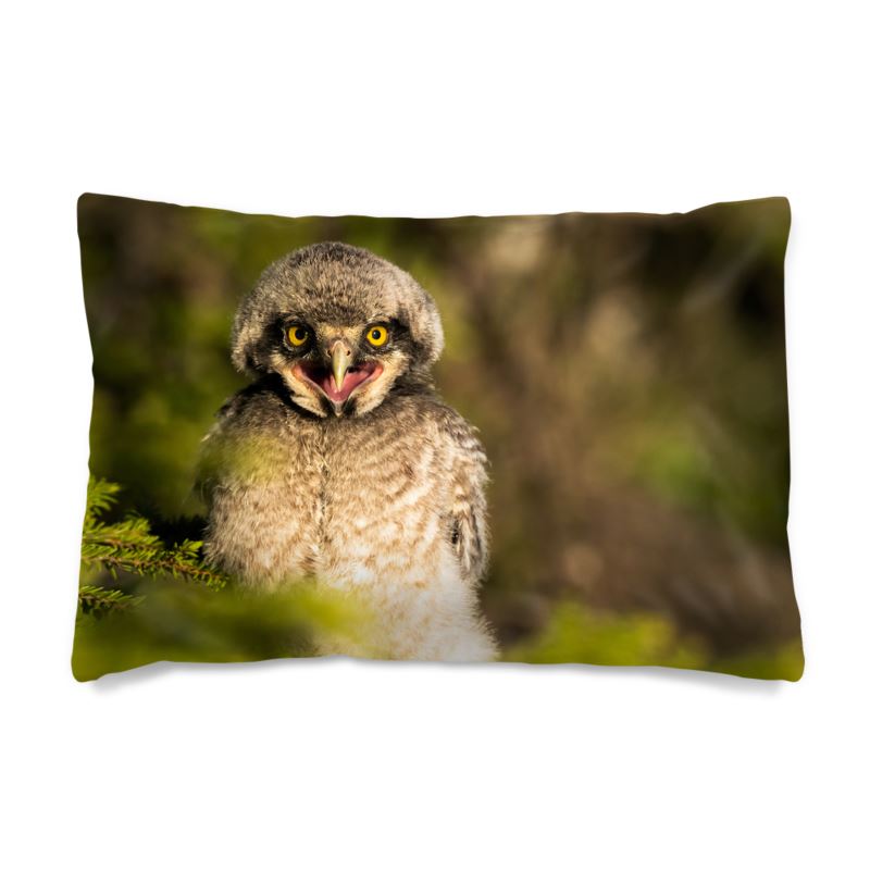 Young Hawk Owl Chick Pillow Case